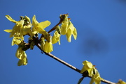 6th Apr 2024 - Yellow Charms
