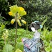 Hiroko near a primrose  by jacqbb