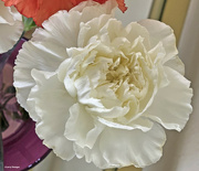 6th Apr 2024 - White carnation
