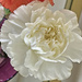 White carnation by larrysphotos