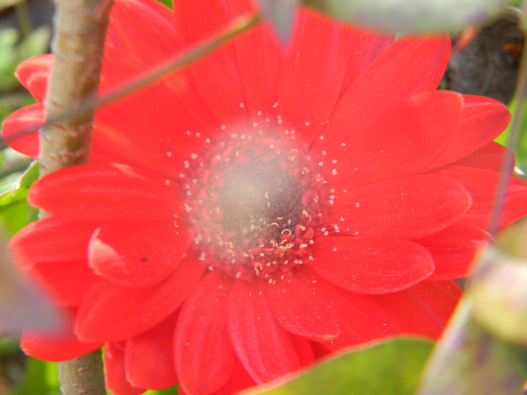 Gerbera Daisy in Flowerbed  by sfeldphotos