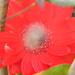 Gerbera Daisy in Flowerbed  by sfeldphotos