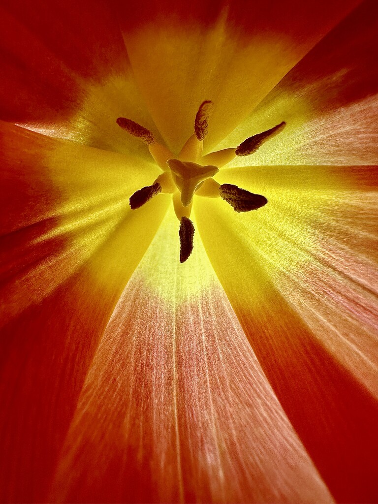 Backlit Tulip by jnewbio