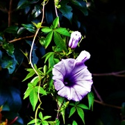7th Apr 2024 -  Pretty Morning Glory  Flower ~ 