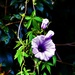  Pretty Morning Glory  Flower ~  by happysnaps