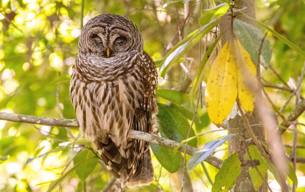 Barred Owl Taking a Nap! by rickster549