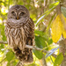 Barred Owl Taking a Nap! by rickster549