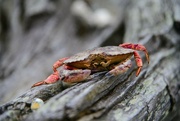 8th Apr 2024 - Crab on a Log