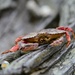 Crab on a Log by horter