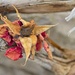 Dried Rose by horter