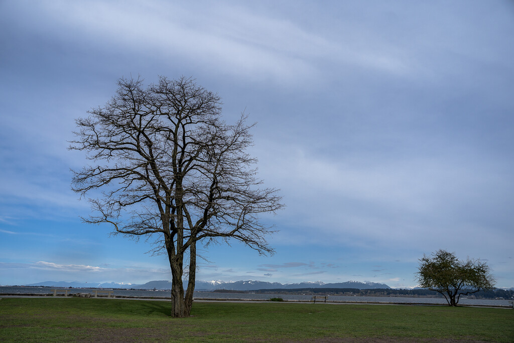 Two Trees by cdcook48