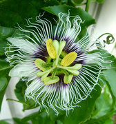 7th Apr 2024 - Passionflower