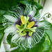 Passionflower by onewing