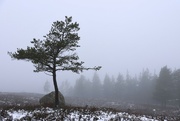 7th Apr 2024 - On the Trail of the Lonesome Pine