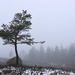 On the Trail of the Lonesome Pine by jamibann