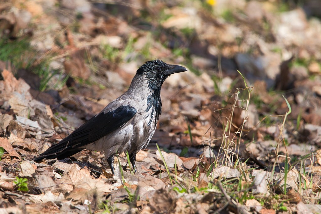 Hooded crow by okvalle