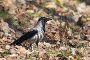 7th Apr 2024 - Hooded crow