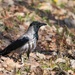 Hooded crow by okvalle