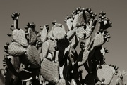 7th Apr 2024 - cactus fruit
