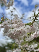 7th Apr 2024 - Cherry blossom 