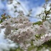 Cherry blossom  by irenasevsek