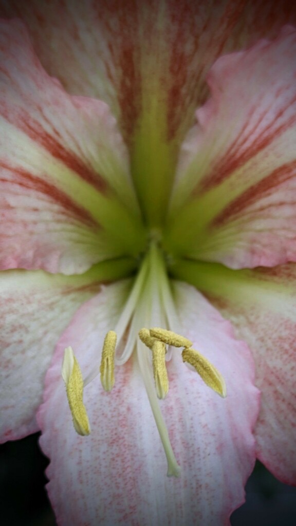 Ovaries of Amaryllis  by photohoot
