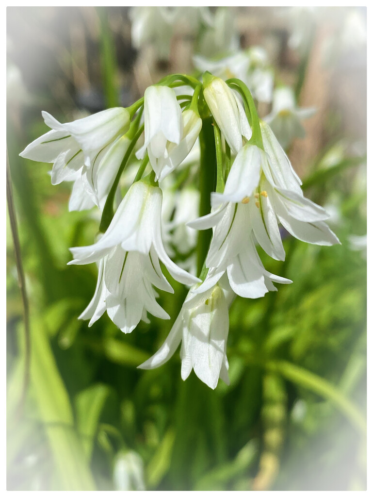 snowdrops by cam365pix