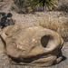 Rock, Metates (mortar holes)  by dkellogg