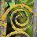 Lichen on a gate by whdarcyblueyondercouk