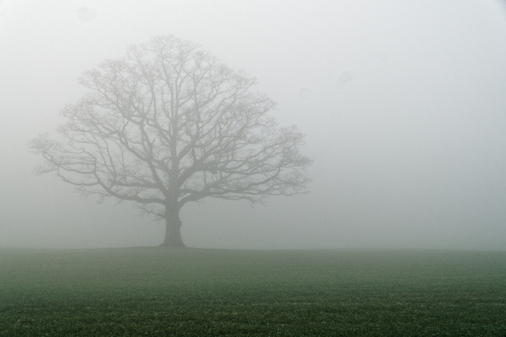 LOST TREE. by derekskinner