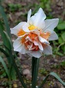 7th Apr 2024 - Multicolured Daffodil with Bugs