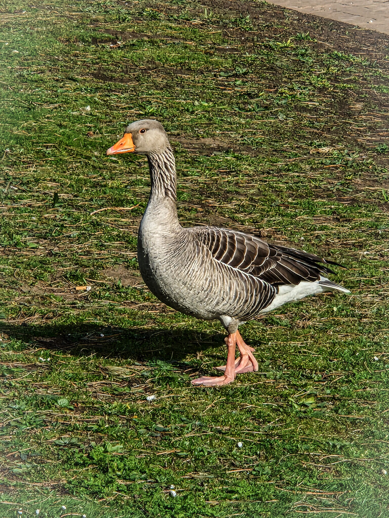Goose by mumswaby