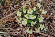7th Apr 2024 - first primroses