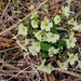 first primroses by christophercox