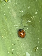 2nd Apr 2024 - Ladybug 