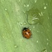 Ladybug  by lexy_wat