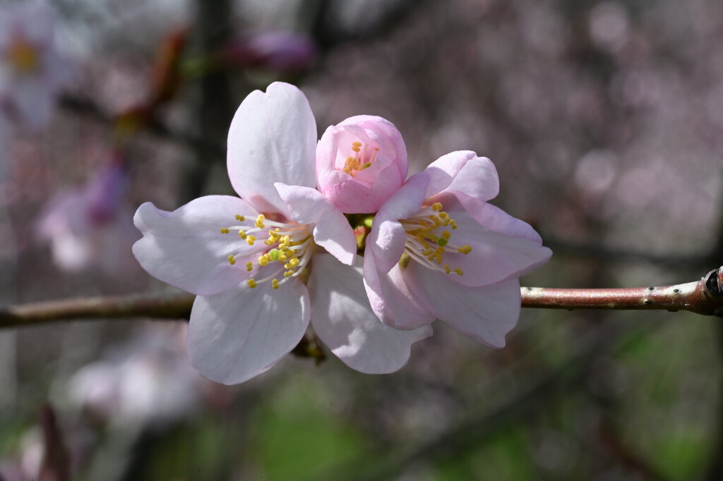 Sakura blossom by vaidasguogis