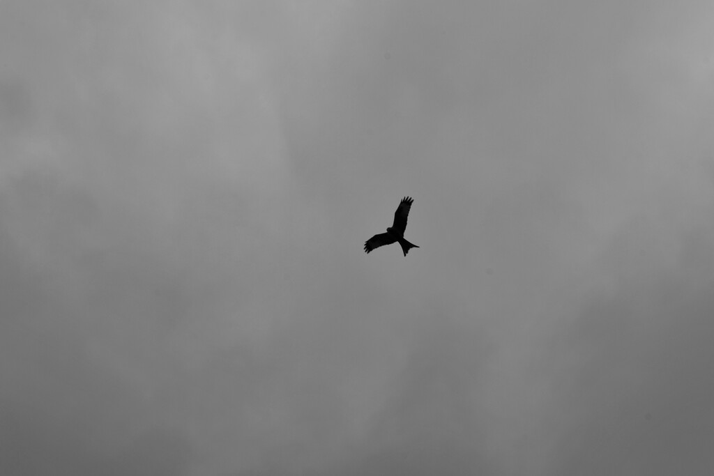 Red kite in black and white by dragey74