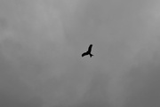 7th Apr 2024 - Red kite in black and white