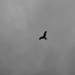 Red kite in black and white by dragey74