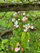 6th Apr 2024 - Blossom