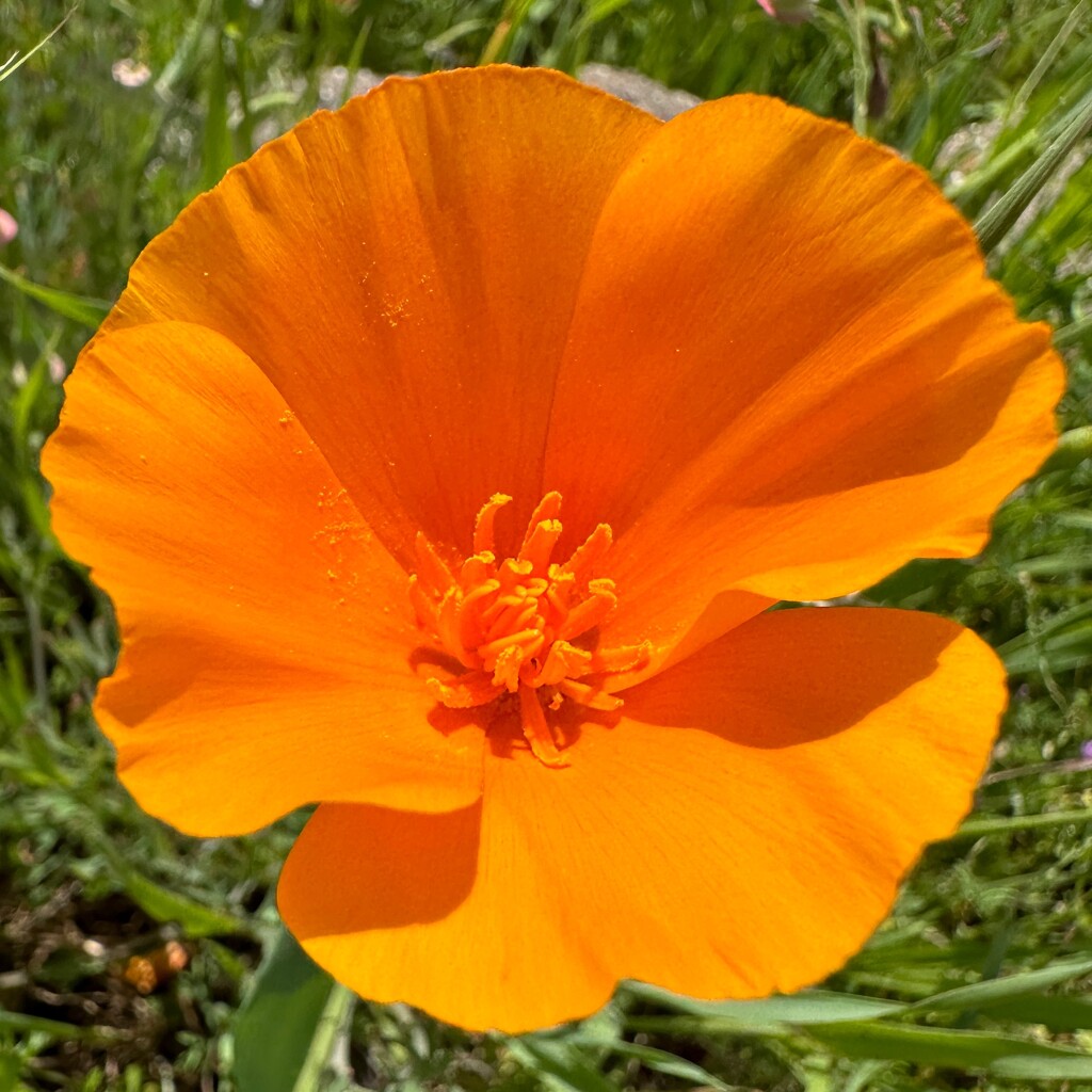 California Poppy by shutterbug49