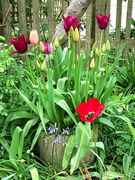 7th Apr 2024 - My wife's tulips...