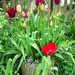 My wife's tulips... by neil_ge