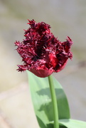 7th Apr 2024 - Hairy tulip?