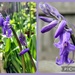Bluebells by boxplayer