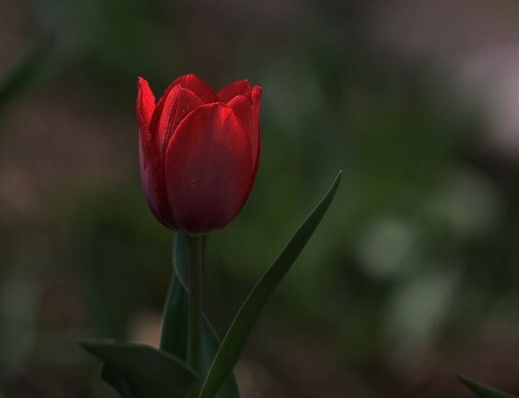 Red Tulip by lynnz