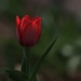 Red Tulip by lynnz