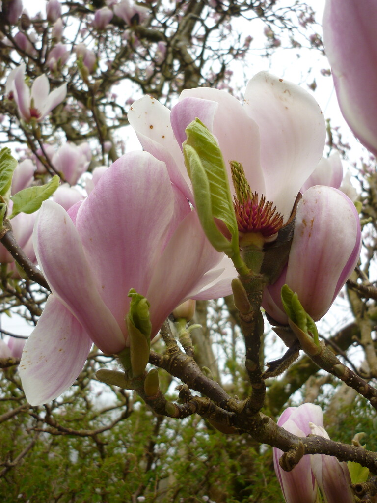 Magnolia  by countrylassie