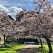 Spring Blossom by phil_sandford